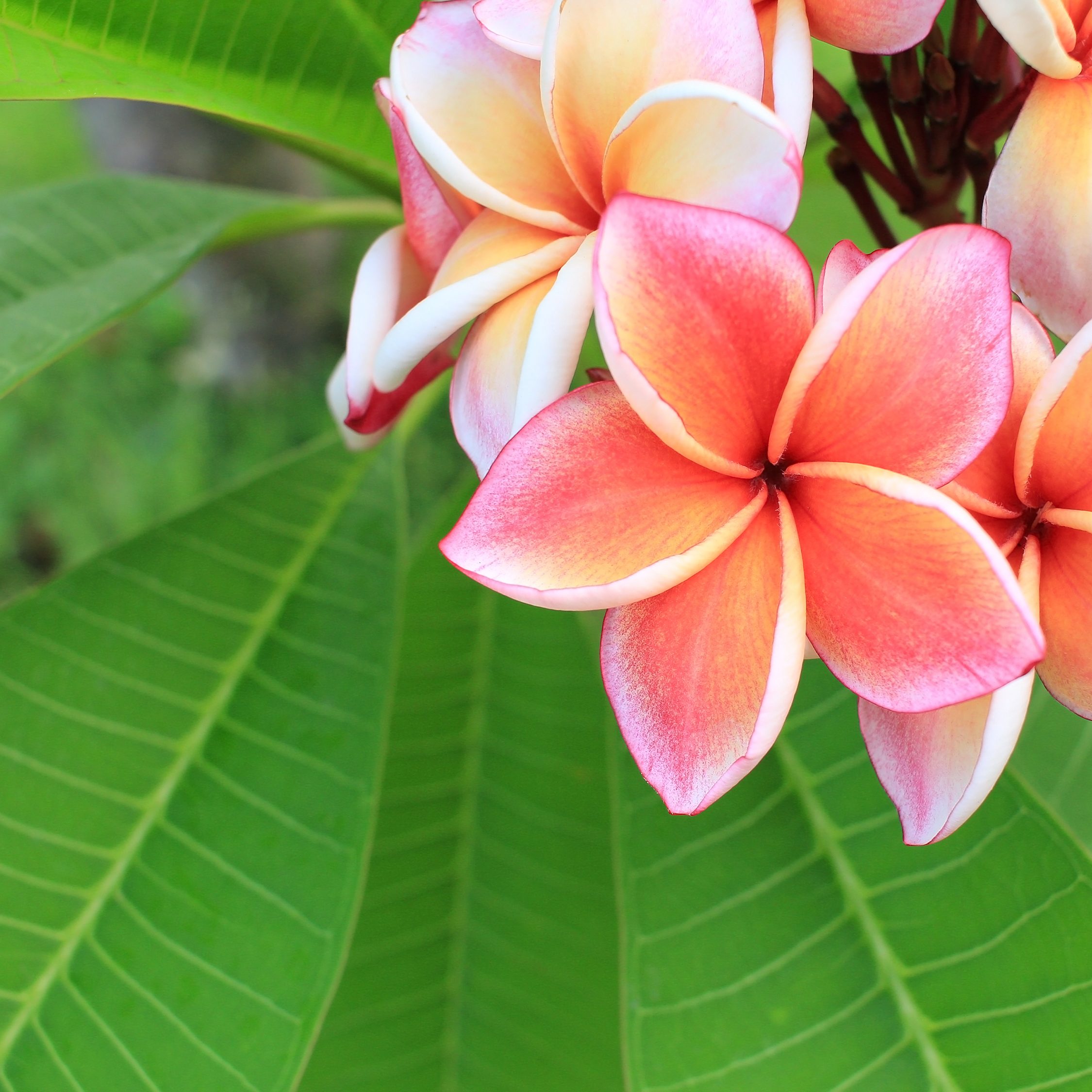 Pink frangipani flower on plant